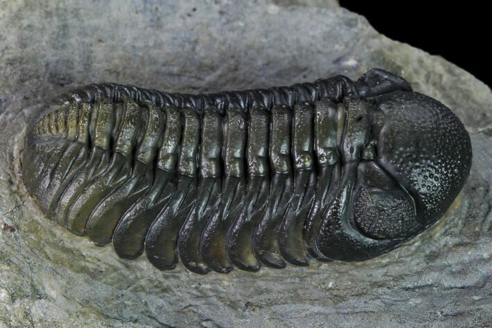 Nice, Austerops Trilobite - Visible Eye Facets #165912